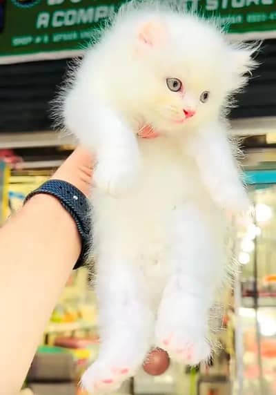 (Persian female kitten) (for sale all) (Pakistan delivery available)