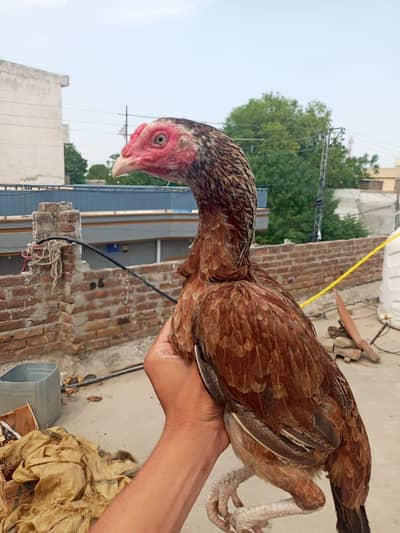 aseel murga for sale urgent location wah cantt 03125641760