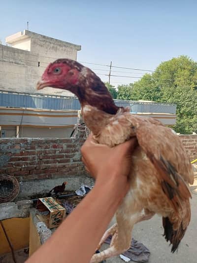 aseel murga for sale urgent location wah cantt 03125641760