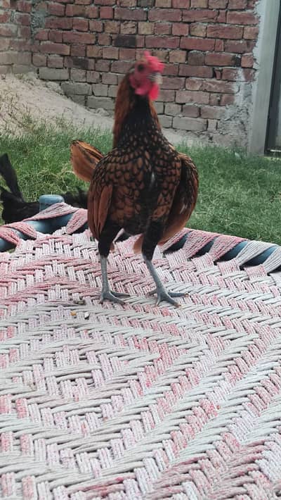 Golden Sebright Bantom