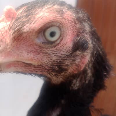 Black Pathi for sale