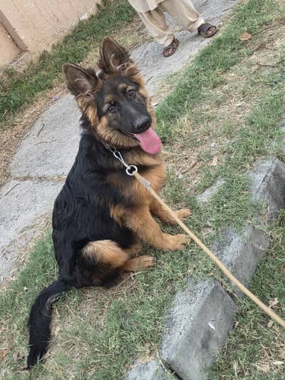 Premium Female German Shepherd Puppy – 4 Months – Triple Coat
