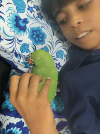 Green Ringneck female