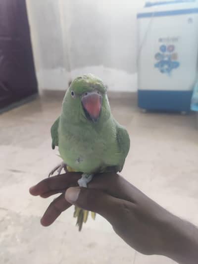 Green Ringneck female