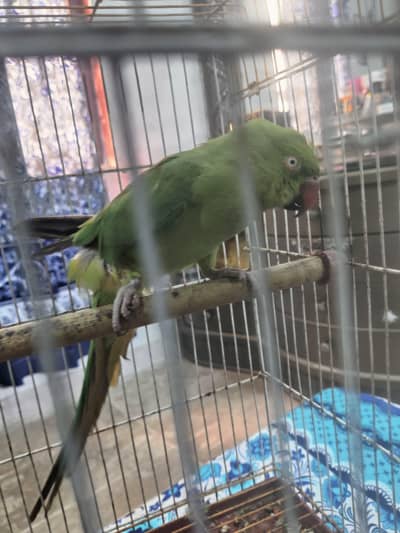 Green Ringneck female