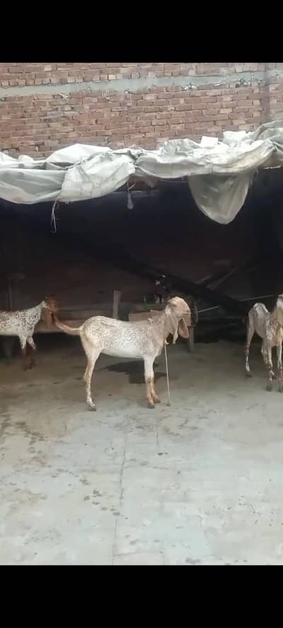 8 bakriya or 1 breeder for sell