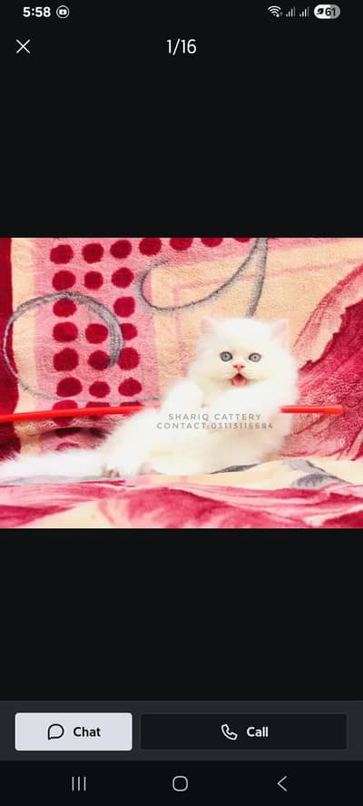 persian cat