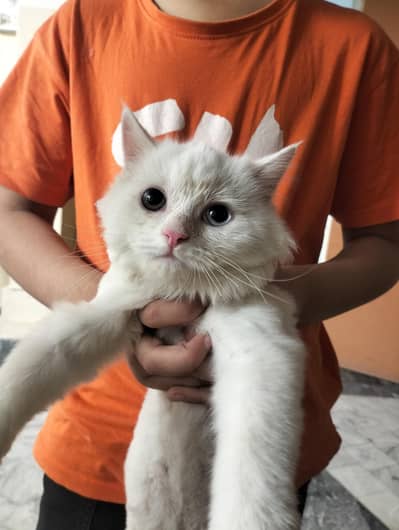 persian cats