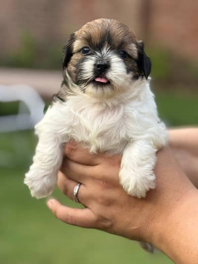 shitzu puppies