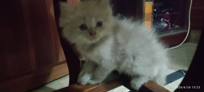 Kitten for sale