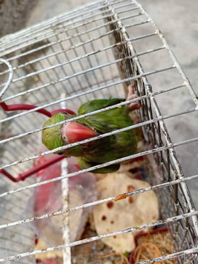 Green parrot