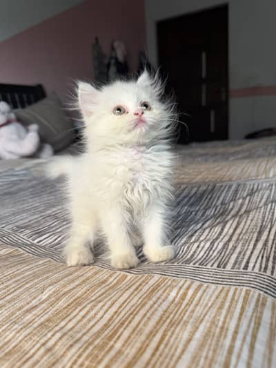 Persian kitten