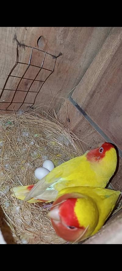 breeder lovebird common lutino