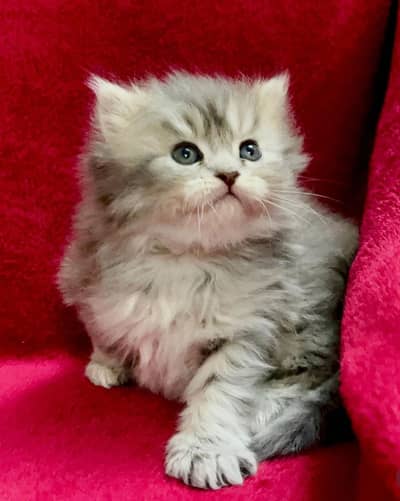 Grey Pure Persian Bred Triple Coated Semi Punch Face Kitten