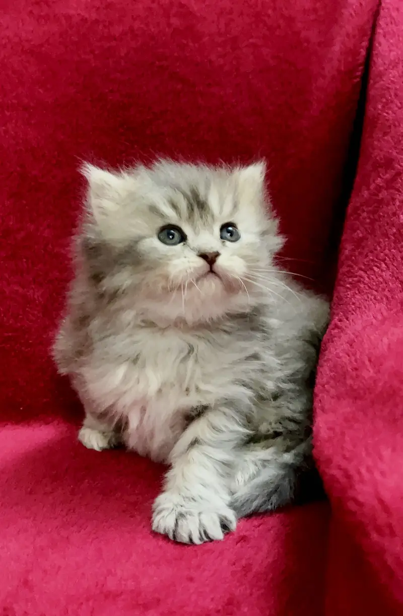Grey Pure Persian Bred Triple Coated Semi Punch Face Kitten — photo 2