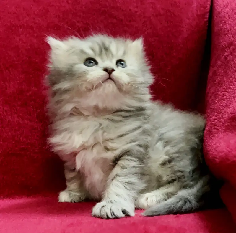 Grey Pure Persian Bred Triple Coated Semi Punch Face Kitten — photo 3