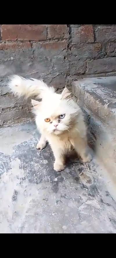 Persian cat male 7000