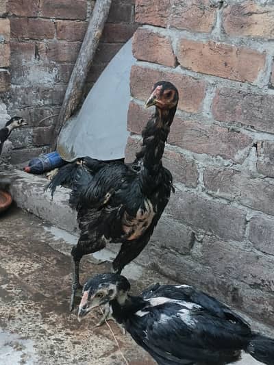 Thai pokoya orDragon Murga Aseel chicks pathi Punas, Burmi,Dragon