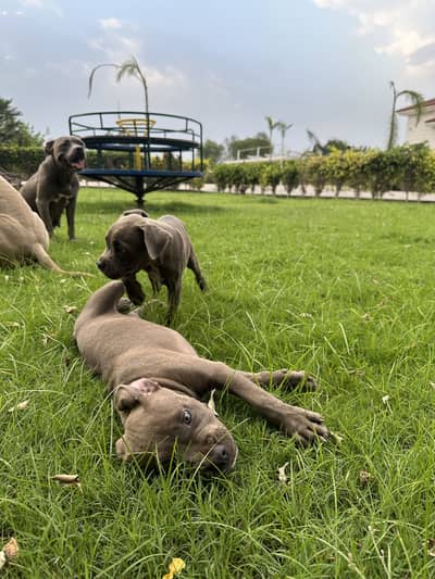 2 Pitbul puppies | 1 Male & 1 Female