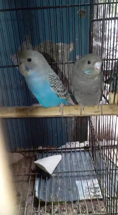 bf/bw or combo split or / Bf hogo male / combo hogo fem or budgies