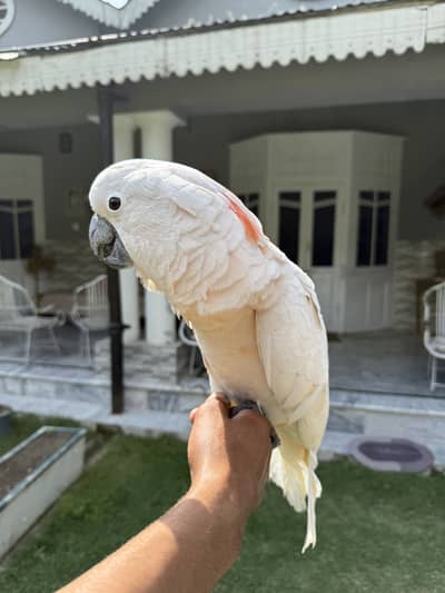 Moluccan cockatoo Female