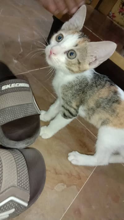 Adorable Newborn Kitten Available