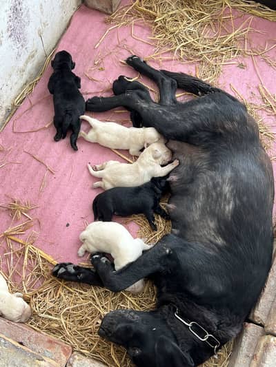 Labrador Puppies