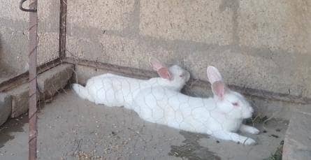 pair h red eyes waly high quality 1 bar bachy dadiya h
