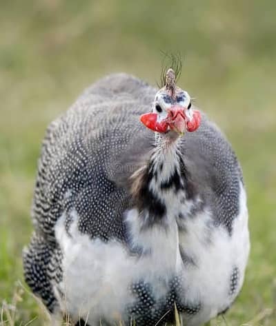 Titriya birds chicks for sale