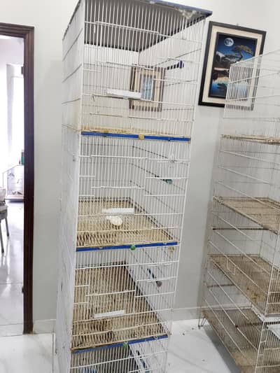 birds cage's