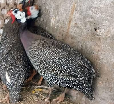 Chakor pair