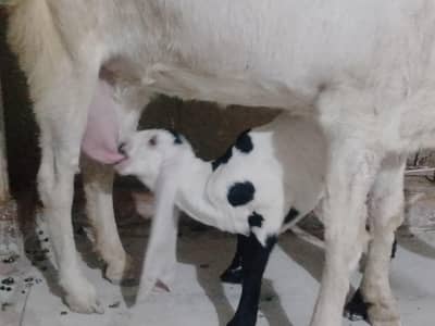 ghulabi bakri hai ek bachy k sath