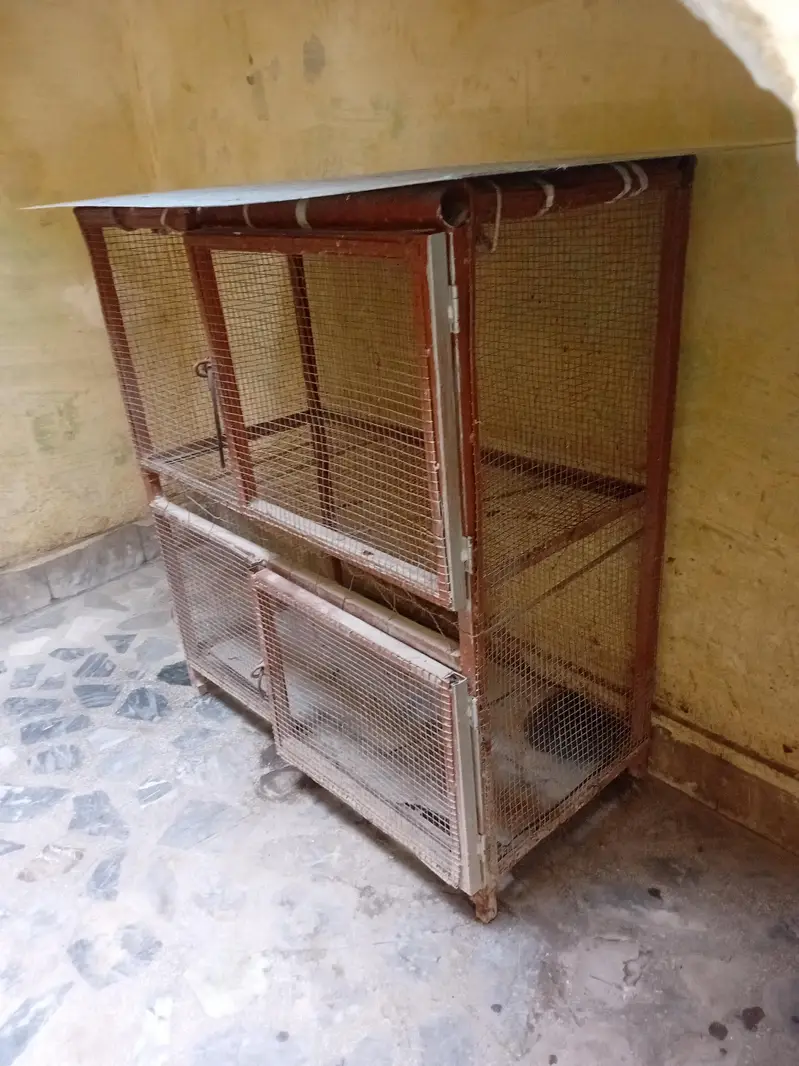 two portion Heans aseel cage — photo 2