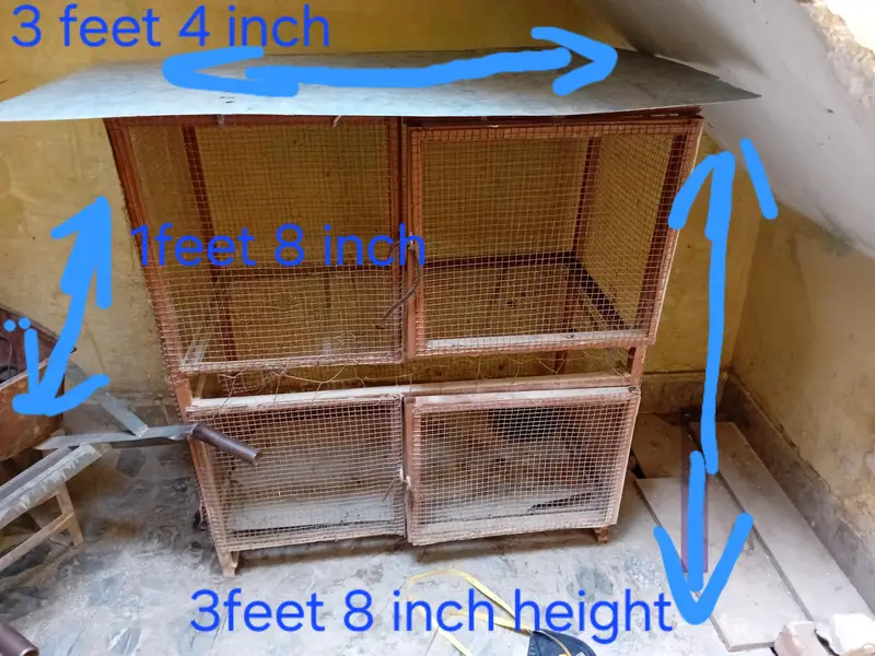 two portion Heans aseel cage — photo 4