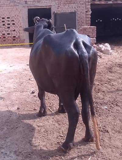 Chichawatni chak No 34-12L