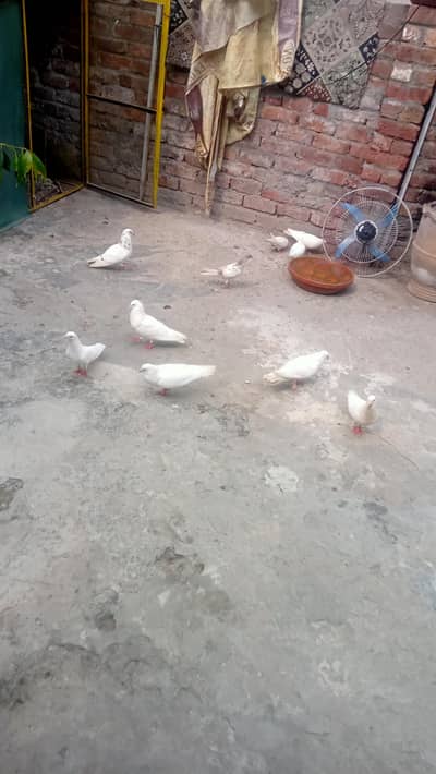 pigeon pr pes 700