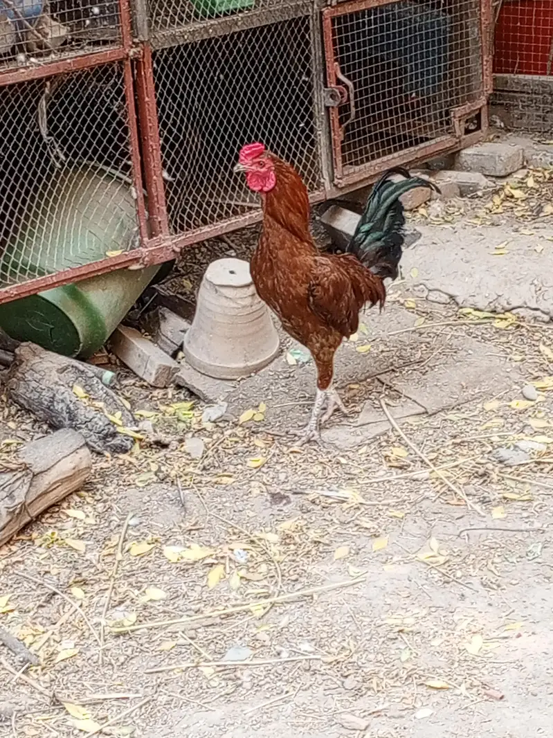 chicken male