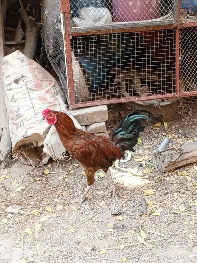 chicken male — photo 2