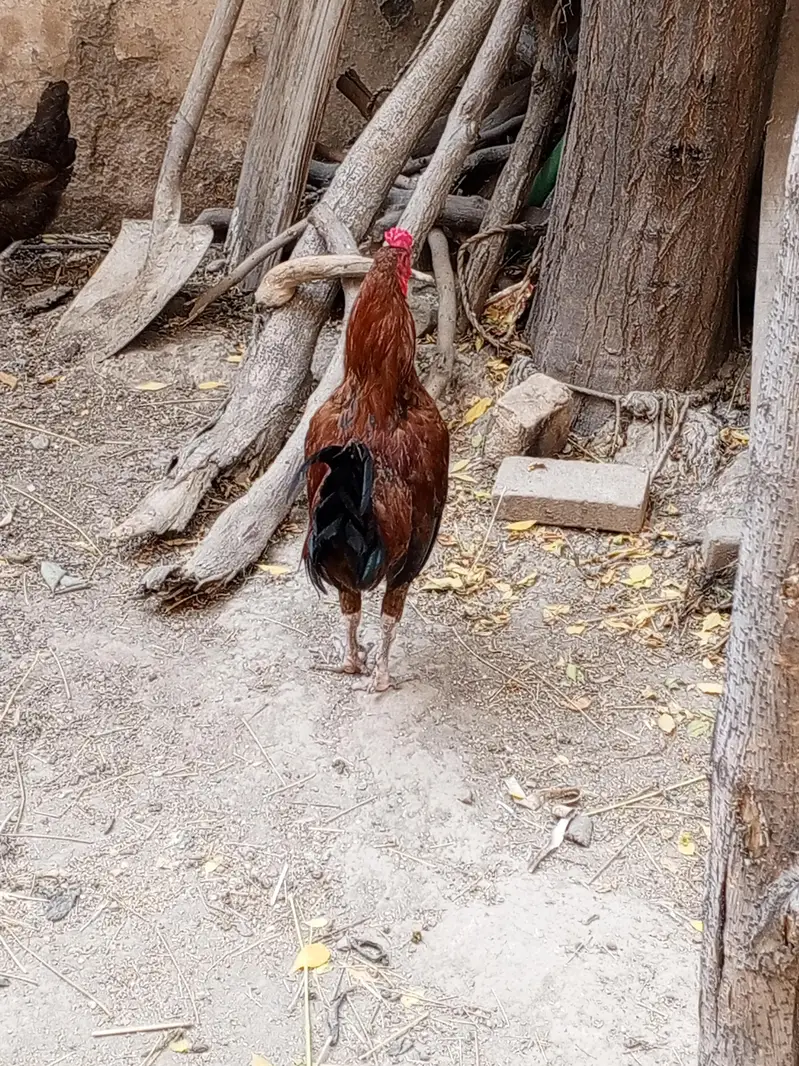 chicken male — photo 3