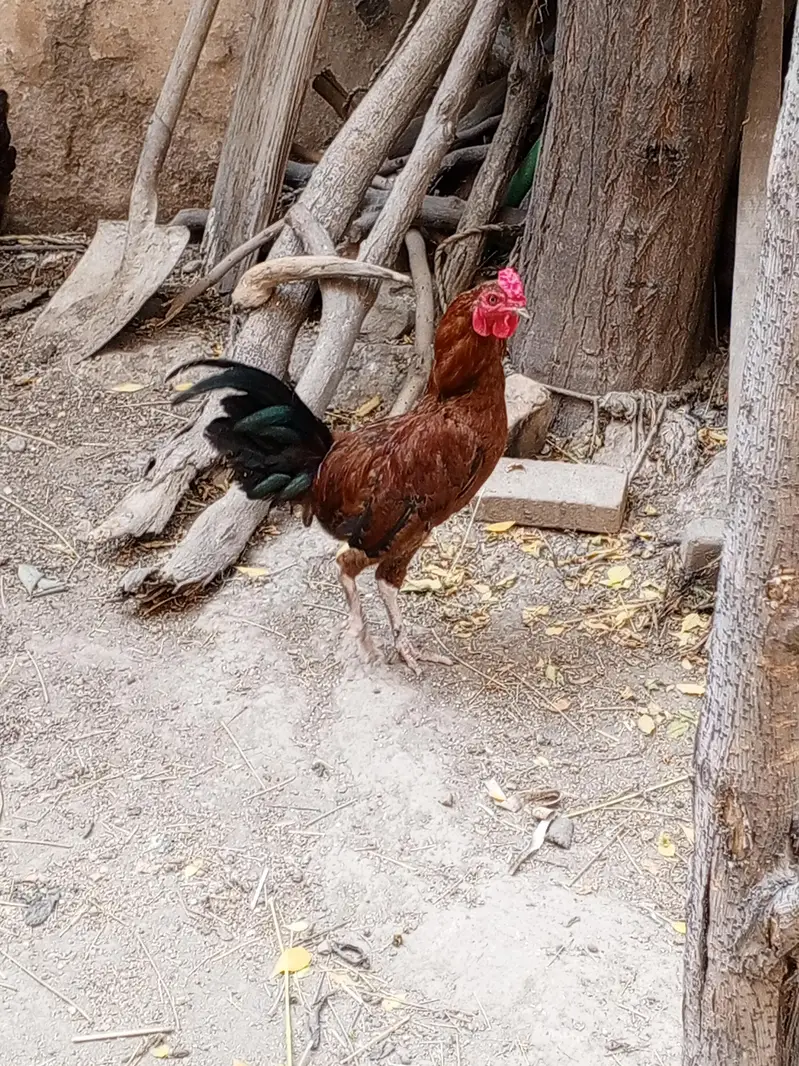 chicken male — photo 4