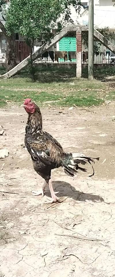 The heavy pure bloodline jawa's chicks available jawa is champ