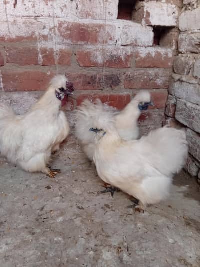 silkie 2 pair