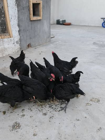Australorp hens, Pathe Pathian for sale