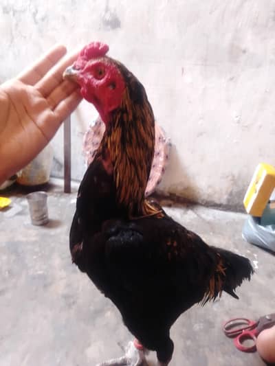 rooster aseel burmi painas for sell