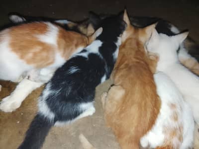 cats for free kittens only for pet lovers plz only real cat lover