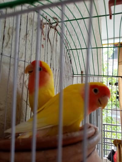 lovebird