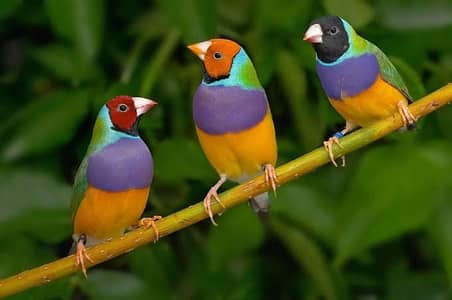 Gouldian Finches Breder Pair