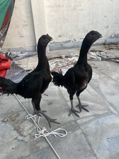 2 Black Dragon Hens