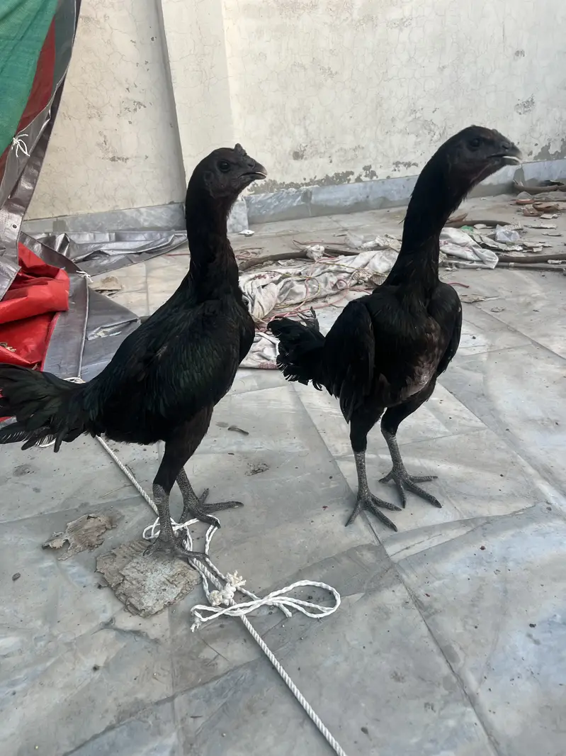 2 Black Dragon Hens — photo 2