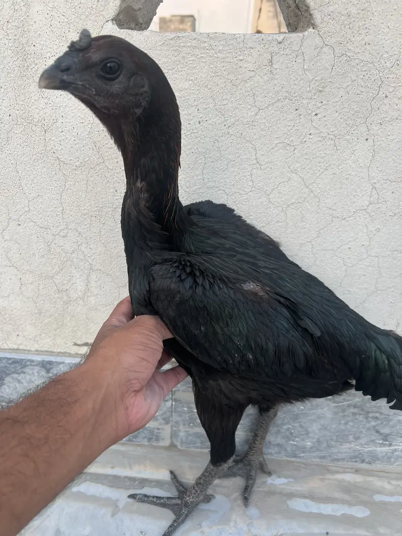 2 Black Dragon Hens — photo 3